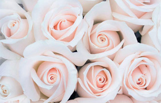 Букет кремово-белых роз